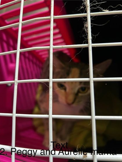 When a Community Pulls Together: A Sterilisation Day in Ville Noir