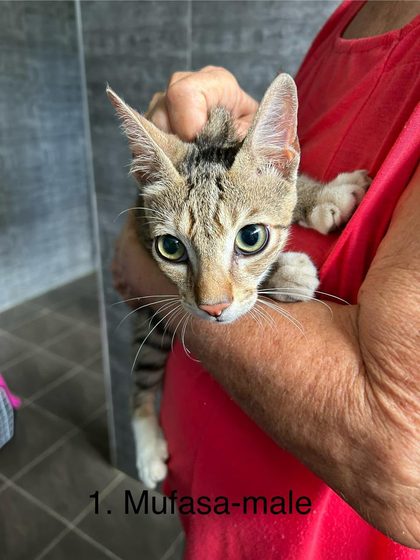 When a Community Pulls Together: A Sterilisation Day in Ville Noir