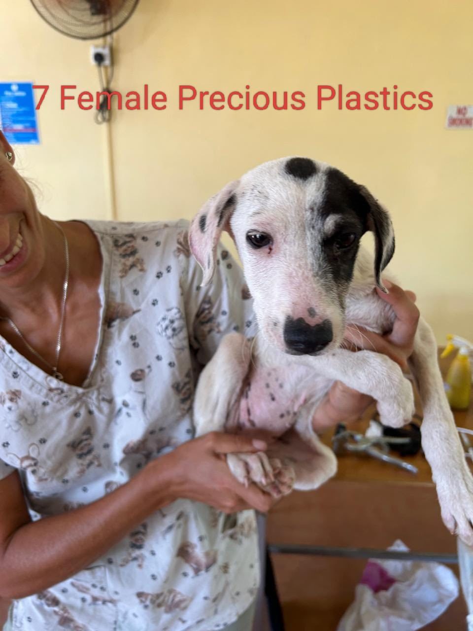 Quiet Work, Lasting Impact: Thirteen Dogs Sterilised