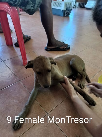 Quiet Work, Lasting Impact: Thirteen Dogs Sterilised