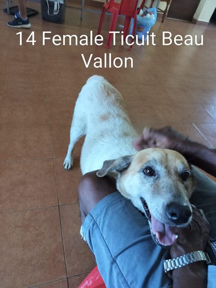 Quiet Work, Lasting Impact: Thirteen Dogs Sterilised