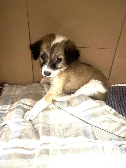 Abandoned Pup Longing For A Loving Home