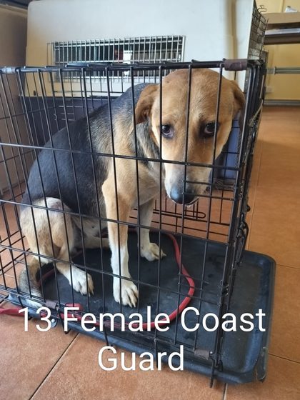Quiet Work, Lasting Impact: Thirteen Dogs Sterilised