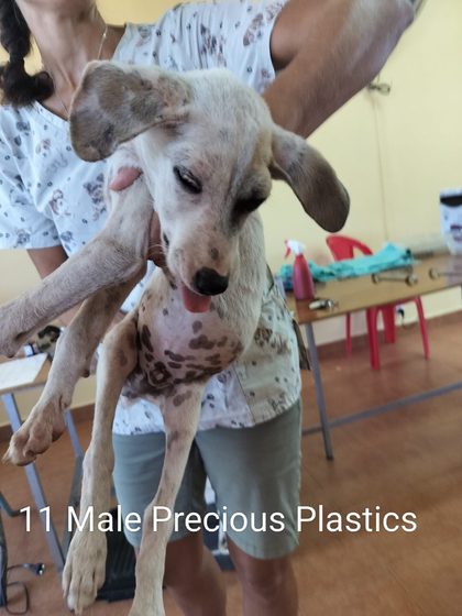 Quiet Work, Lasting Impact: Thirteen Dogs Sterilised