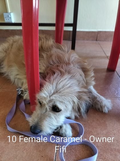 Quiet Work, Lasting Impact: Thirteen Dogs Sterilised