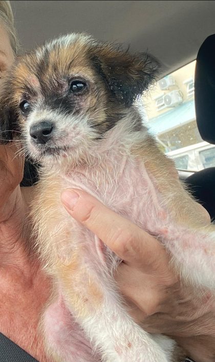 Abandoned Pup Longing For A Loving Home