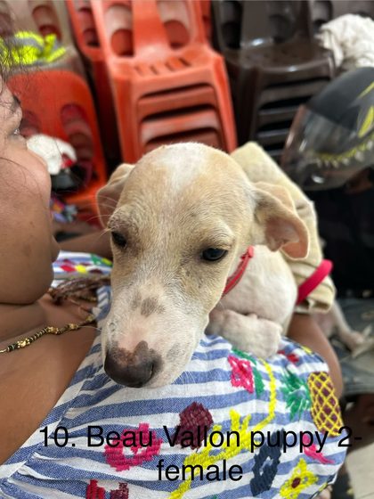 Twelve Dogs, One Day, and a Long-Awaited Catch