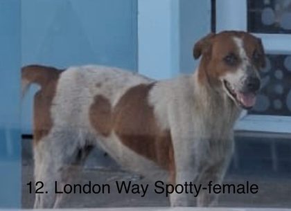 Twelve Dogs, One Day, and a Long-Awaited Catch