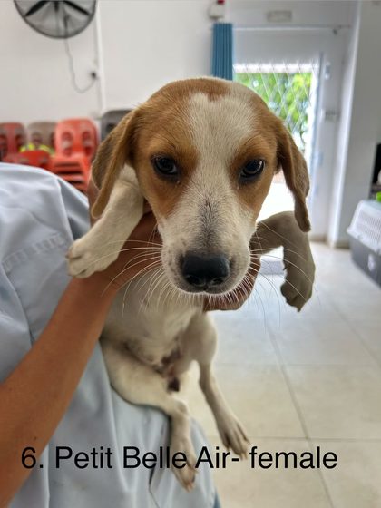 Twelve Dogs, One Day, and a Long-Awaited Catch