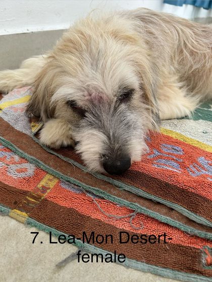 Twelve Dogs, One Day, and a Long-Awaited Catch