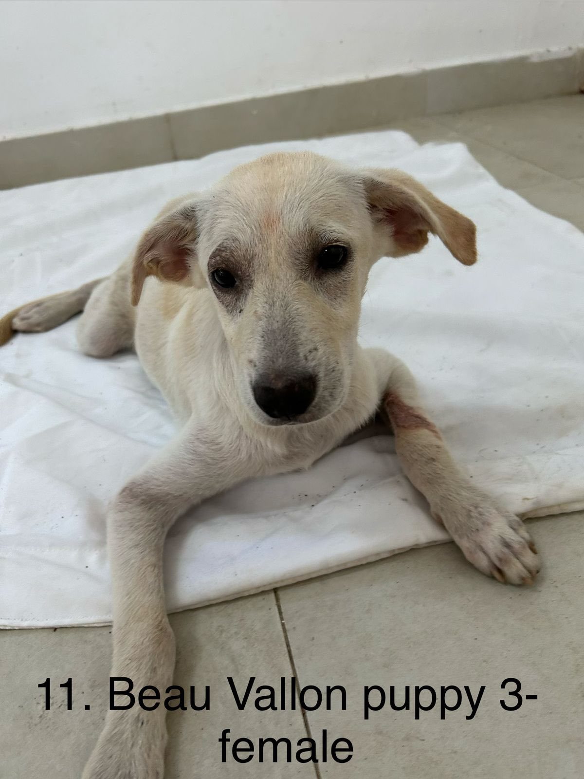 A dog waiting to be seen at one of our sterilisation days