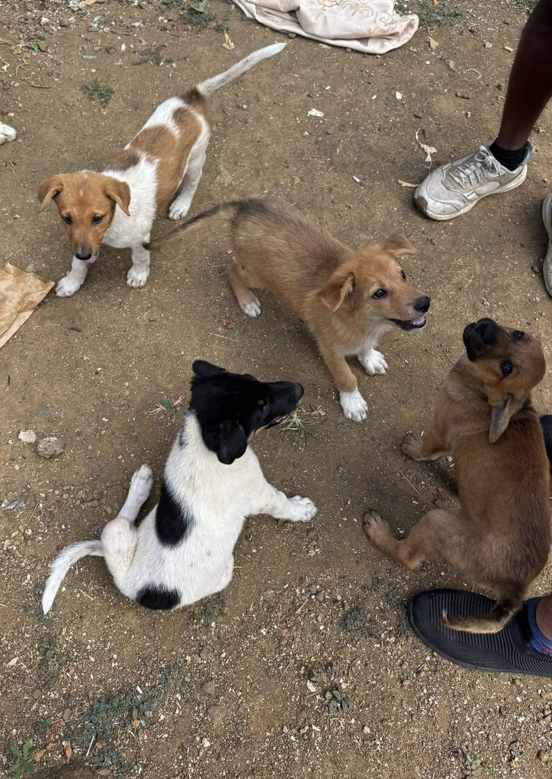 Three Young Puppies Ready for a Fresh Start
