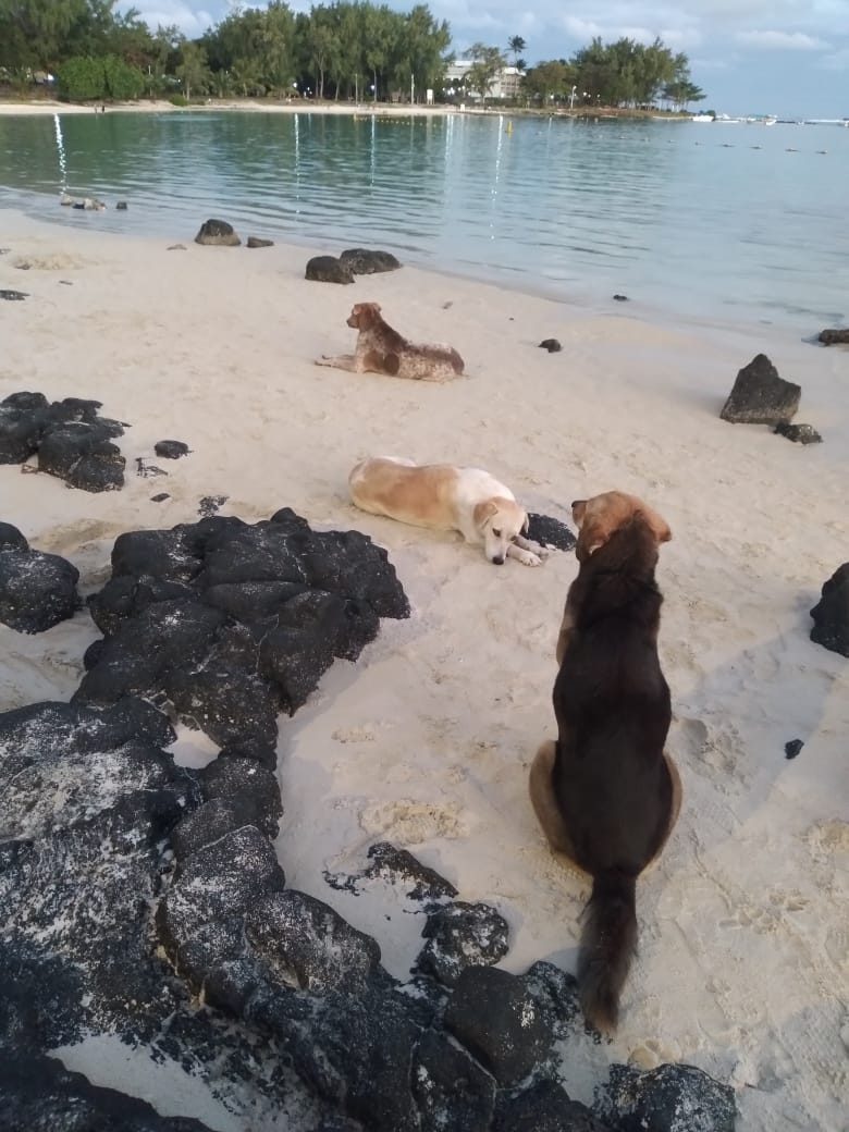 Three stray dogs resting on the sand at Blue Bay public beach