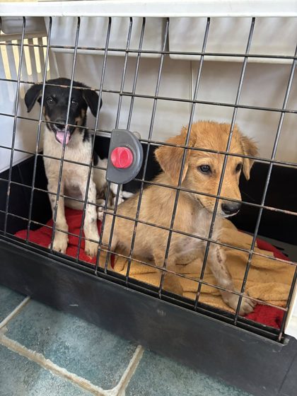 Four Puppies Waiting for a Chance