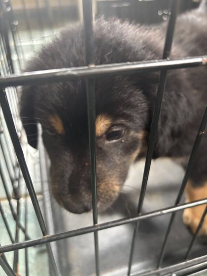 A Week on the Ground: Rescue, Care, and Reality