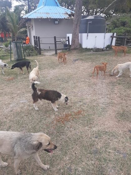 A Week on the Ground: Rescue, Care, and Reality