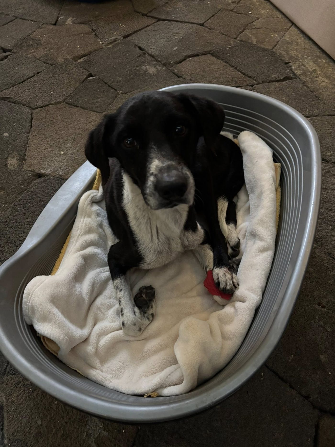 A Week on the Ground: Rescue, Care, and Reality