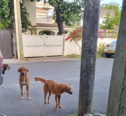 Foxy: From Scruffy Street Dog to Healthy Stray