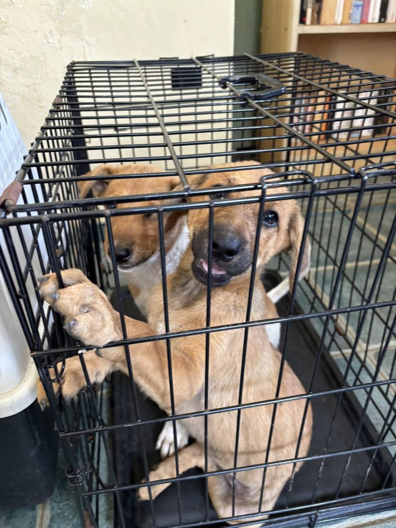 Four Puppies Waiting for a Chance