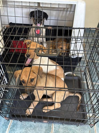 Four Puppies Waiting for a Chance