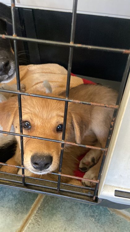 Four Puppies Waiting for a Chance