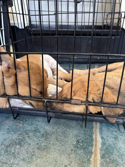 Four Puppies Waiting for a Chance