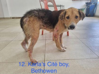 Thin dog with patchy fur and skin sores standing on a tiled floor near red plastic chairs