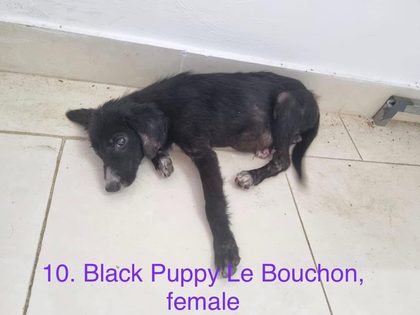 Black puppy lying on tiled floor beside a wall