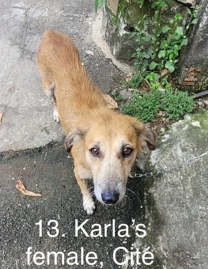 Tan dog on a chain leash standing on pavement near a mossy wall, text overlay reads "13. Karla's female, Cité
