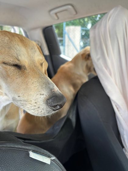 Two tan dogs sit in the back seat of a car beside a person in a light-colored garment