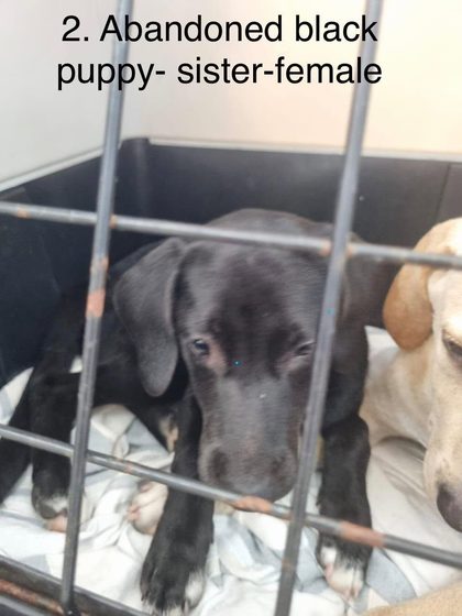 Black puppy and tan dog lying inside a metal crate on a blanket