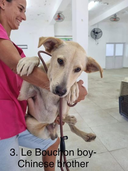 Tan dog with large ears held in a woman's arms indoors near fans and a crate