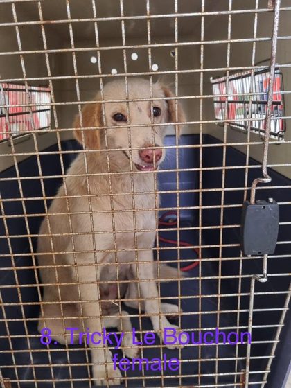 Tan dog sitting inside a wire crate, labeled "Tricky Le Bouchon female