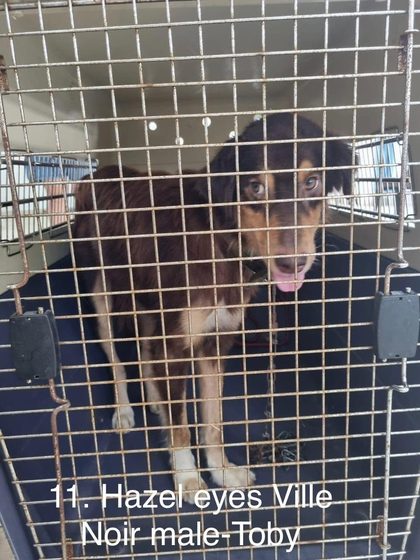 Brown and black dog standing inside a wire cage kennel with tongue out