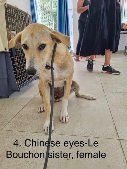 Tan dog on a leash sitting on tiled floor near a crate, with a person standing behind