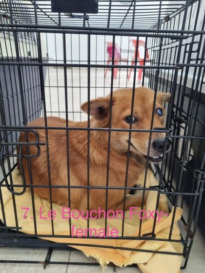 Tan dog lying inside a wire crate on a yellow blanket, red chairs visible behind