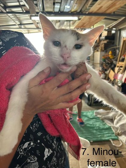 19 Animals Sterilised in One Day at Cité La Chaux