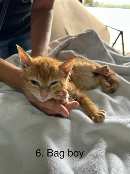19 Animals Sterilised in One Day at Cité La Chaux