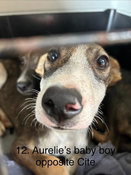 19 Animals Sterilised in One Day at Cité La Chaux