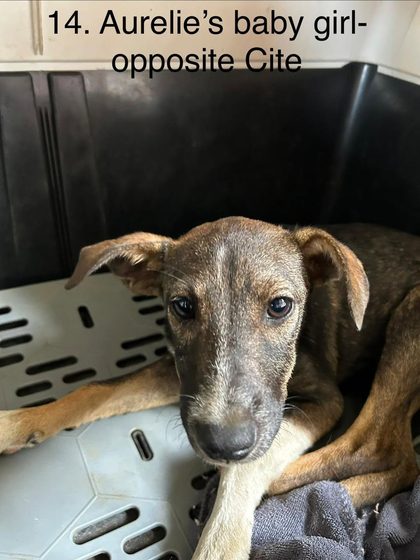 19 Animals Sterilised in One Day at Cité La Chaux