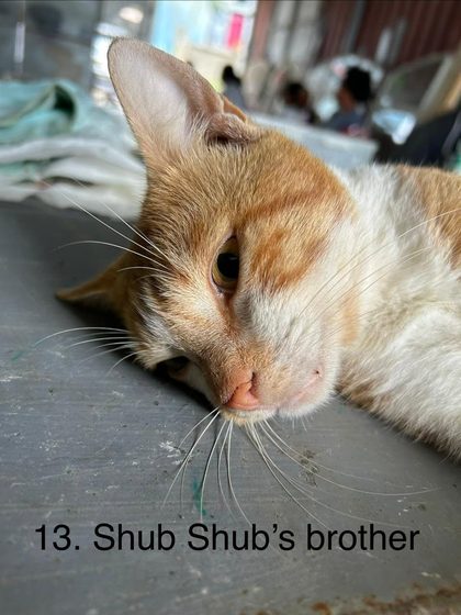 19 Animals Sterilised in One Day at Cité La Chaux