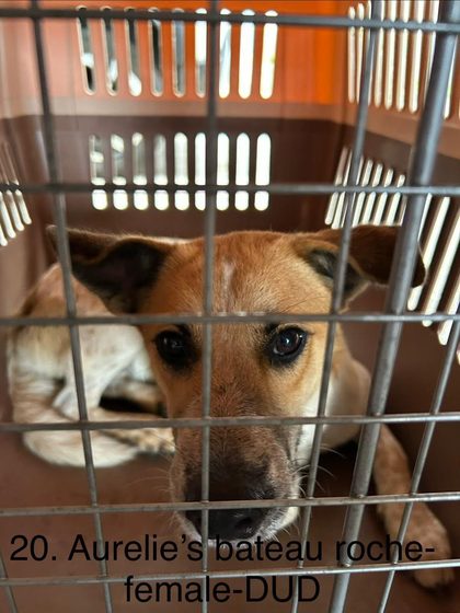 19 Animals Sterilised in One Day at Cité La Chaux
