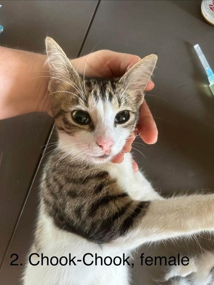 25 animals sterilised in Cité La Chaux