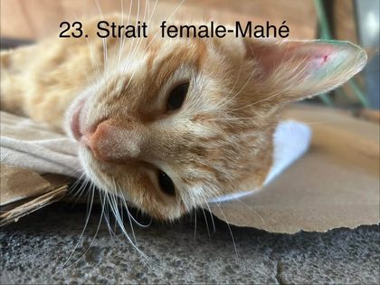 25 animals sterilised in Cité La Chaux