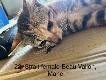 25 animals sterilised in Cité La Chaux