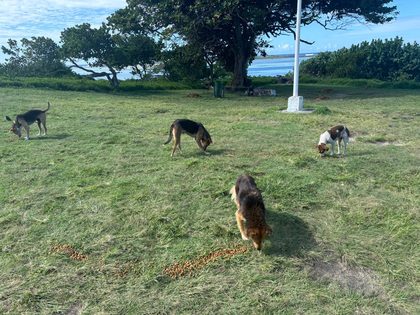 A busy week in Blue Bay: rescues, sterilisations and a fundraiser