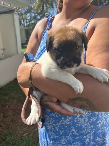 A busy week in Blue Bay: rescues, sterilisations and a fundraiser