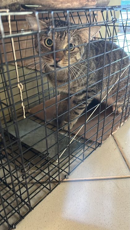 A busy week in Blue Bay: rescues, sterilisations and a fundraiser