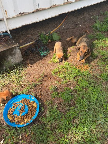 A busy week in Blue Bay: rescues, sterilisations and a fundraiser