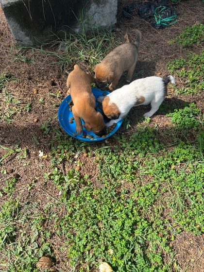 A busy week in Blue Bay: rescues, sterilisations and a fundraiser